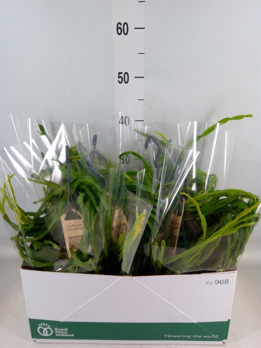 <h4>Rhipsalis paradoxa</h4>