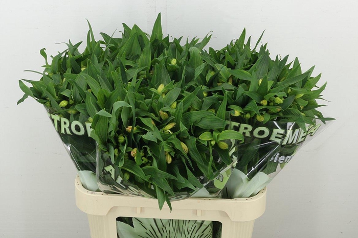 <h4>Alstr Aurora</h4>