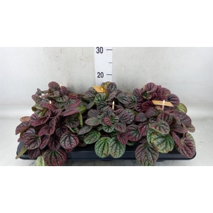Peperomia