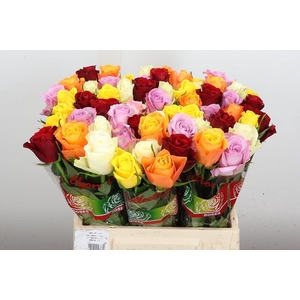 R Gr Gemengd In Bos Bright