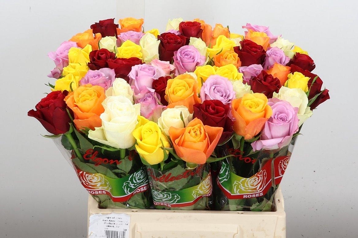 <h4>R Gr Gemengd In Bos Bright</h4>