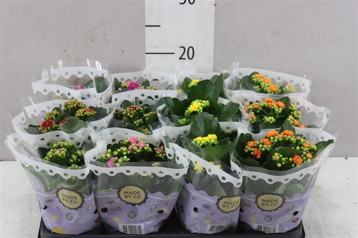 <h4>Kalanchoe Calandiva Mix</h4>