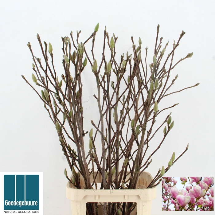 <h4>MAGNOLIA GRANDIFLORA</h4>