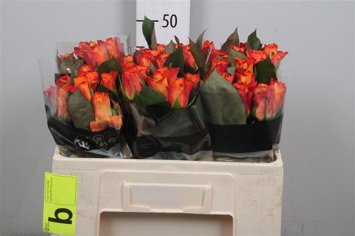 <h4>R Gr Mariyo!</h4>