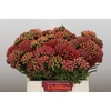 Kaaps Groen Red Brunia Medium