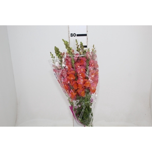 BOCA DE LEAO MONACO ORANGE 080 CM LARANJA