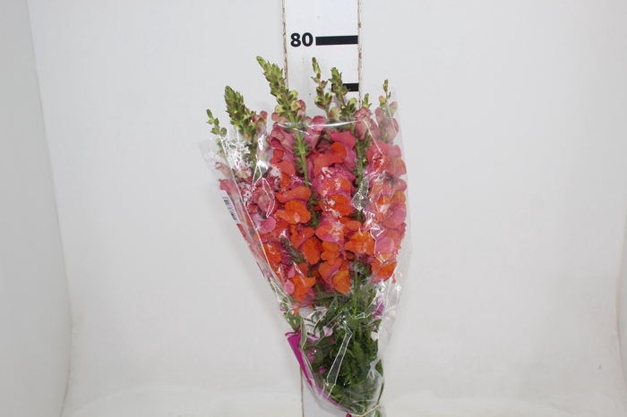 <h4>BOCA DE LEAO MONACO ORANGE 080 CM LARANJA</h4>