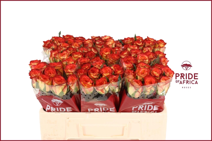 <h4>R GR FIREFOX</h4>