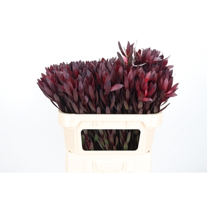 Leucadendron Safari Sunset