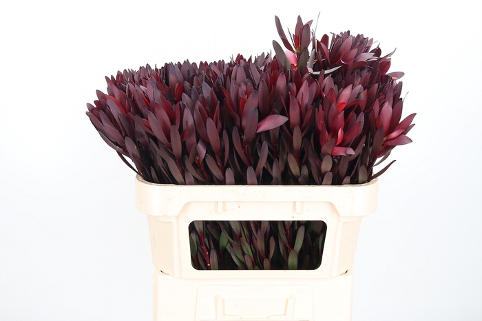 <h4>Leucadendron Safari Sunset</h4>