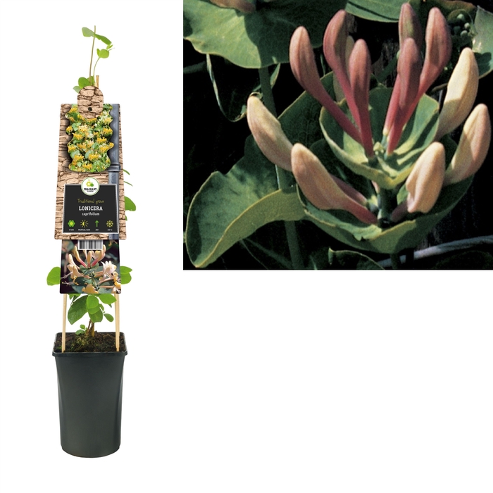 <h4>Lonicera caprifolium +3.0 label</h4>