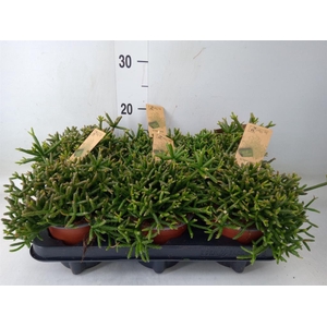 Rhipsalis burchellii