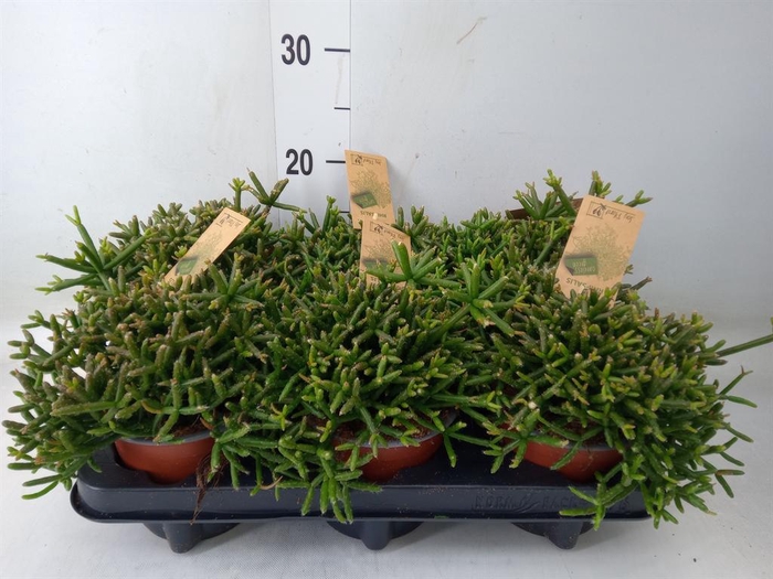 <h4>Rhipsalis burchellii</h4>
