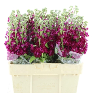 Matth Centum Red N L