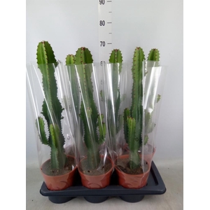 Euphorbia acrurensis