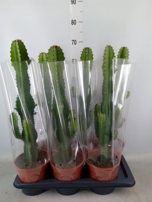 <h4>Euphorbia acrurensis</h4>