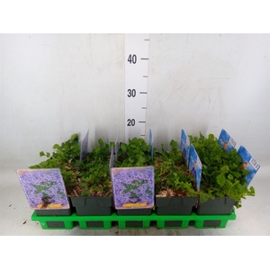 Campanula garganica