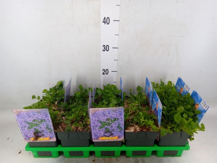 <h4>Campanula garganica</h4>