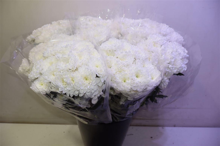 <h4>Chr T Altaj X5</h4>