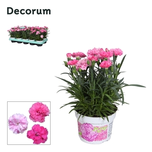 Dianthus - 10,5 cm - Decorum - I LOVE YOU
