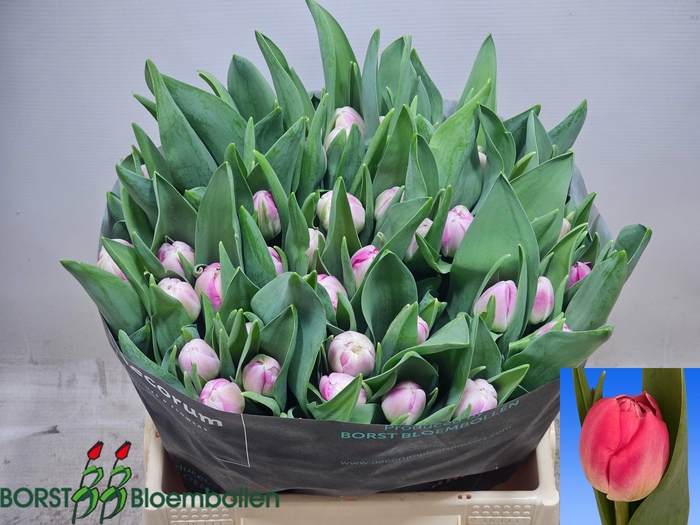 <h4>TU DU VOQUE</h4>