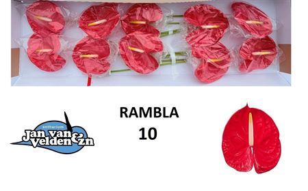 <h4>ANTH A RAMBLA 10</h4>