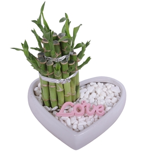 Lucky Bamboo Shape Round 2B in Ceramic Heartshape pot Ø18cm