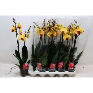 PHAL SOLID GOLD