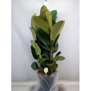 Ficus elastica 'Robusta'