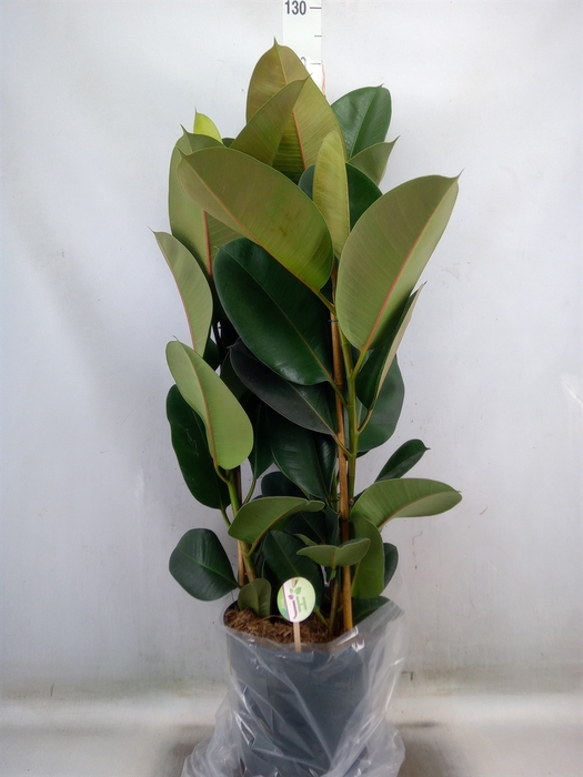 <h4>Ficus elastica 'Robusta'</h4>