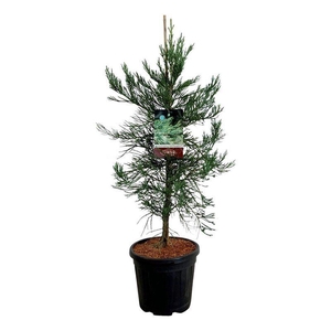 Sequoiadendron g. 'H. Mammoth One'