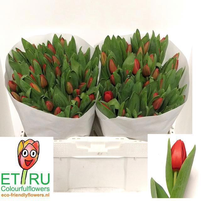 <h4>TU EN ESCAPE</h4>