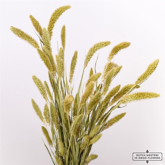 Dried Setaria Natural Bunch