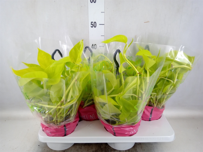 <h4>Epipremnum pinn. 'Golden Pothos' HG</h4>