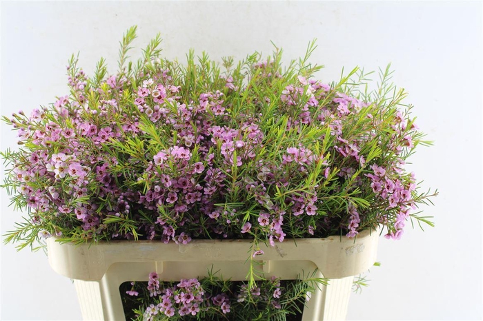 <h4>Chamelaucium Olivia</h4>