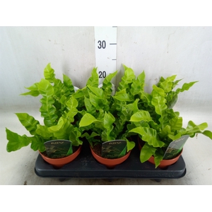 Asplenium nidus 'Crispy Wave'