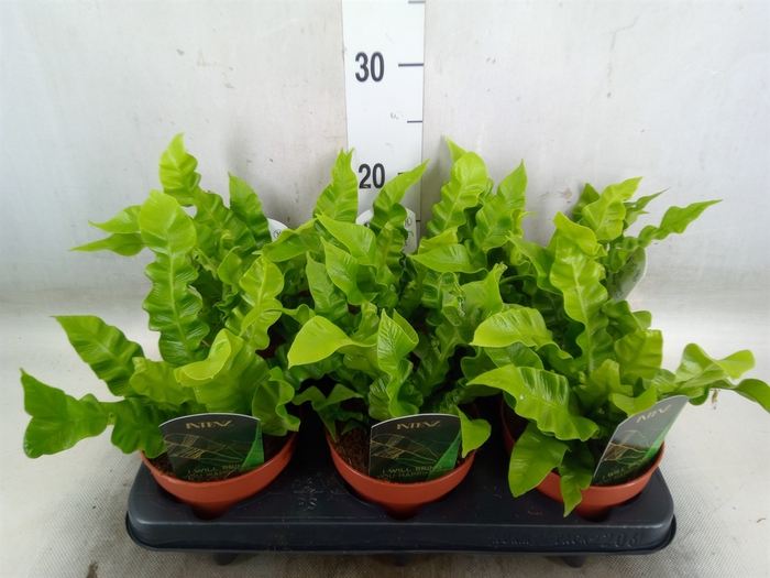 <h4>Asplenium nidus 'Crispy Wave'</h4>