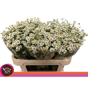 Tana Pa Single Vegmo