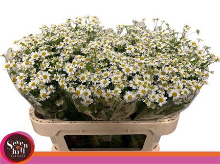 <h4>Tana Pa Single Vegmo</h4>