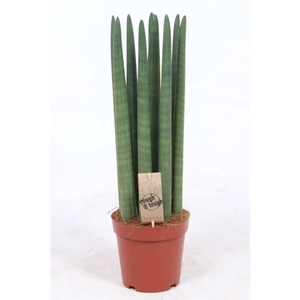 Sansevieria Straight