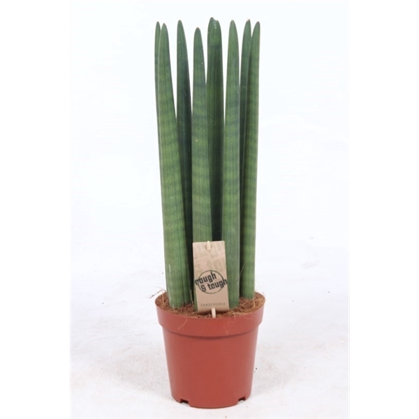 <h4>Sansevieria Straight</h4>