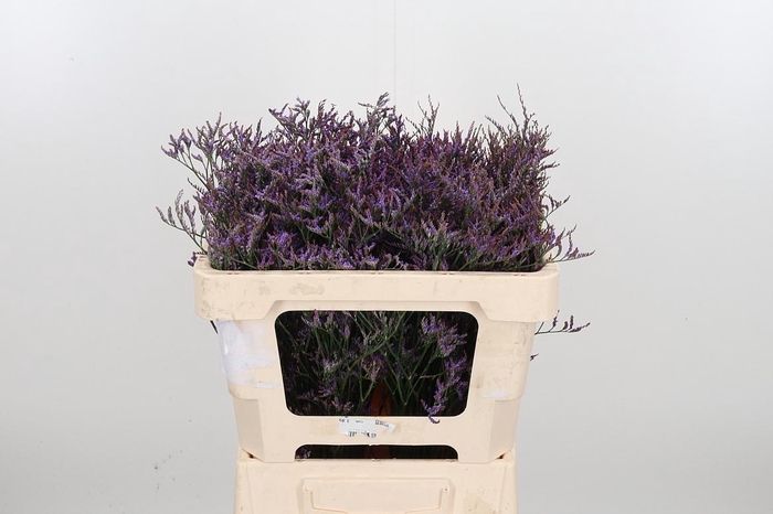 <h4>Lim Saf Dark Blue</h4>