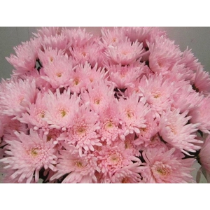 Chr T Topspin Sweet Rose Tros