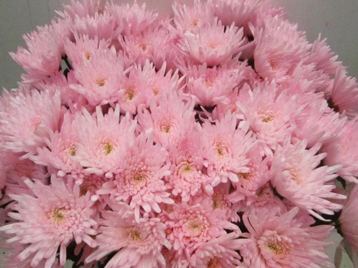 <h4>Chr T Topspin Sweet Rose Tros</h4>