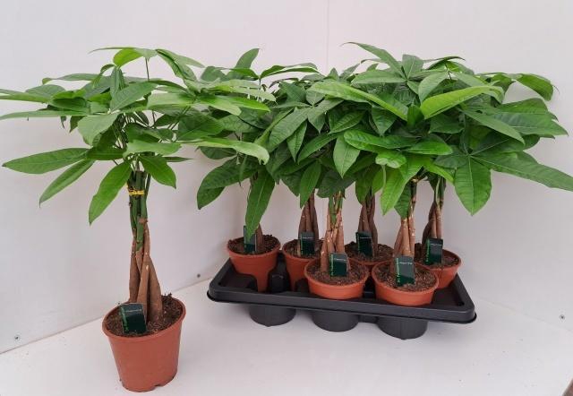 PACHIRA AQUATICA