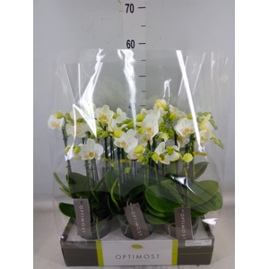 Phalaenopsis multi.   ...white