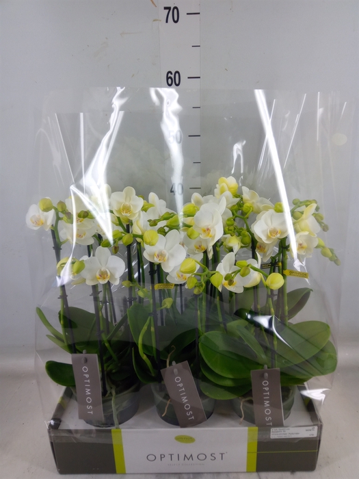 <h4>Phalaenopsis multi.   ...white</h4>