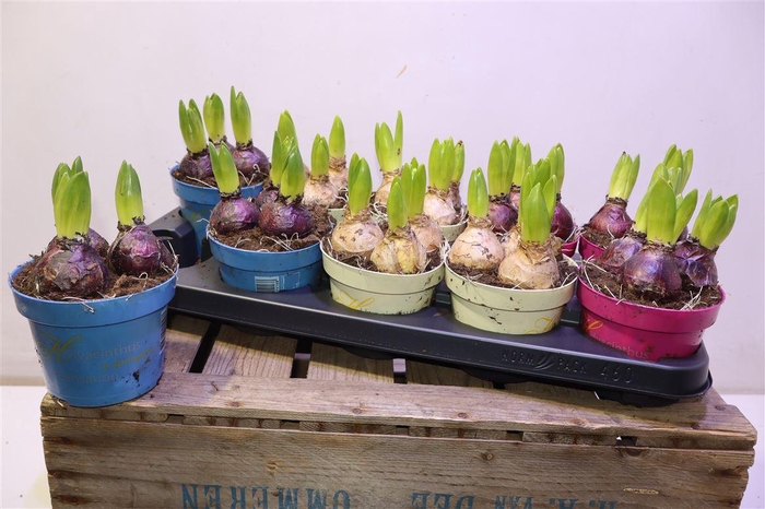 <h4>Hyacin Gem 3 Kl</h4>