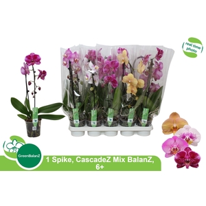PHAL EL CASCADE