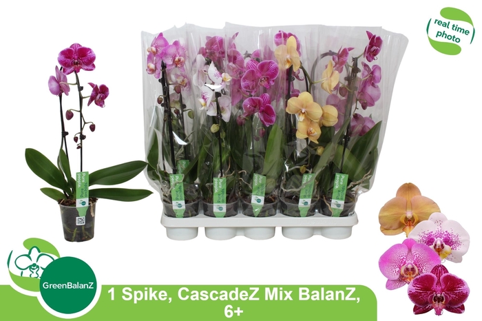 <h4>PHAL EL CASCADE</h4>